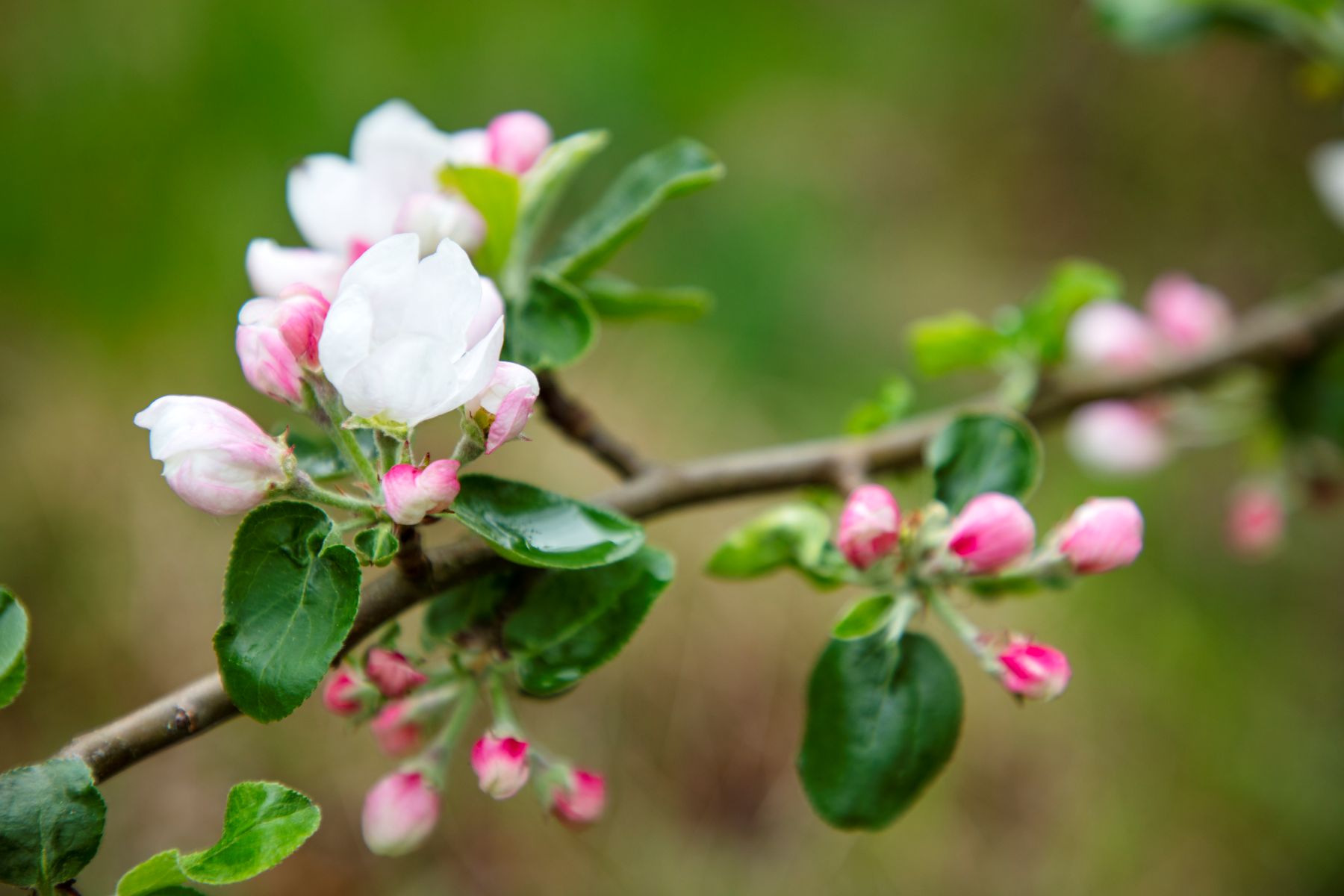 Bild på blommande äppelträd