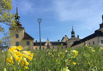 Tyresö slott med gullvivor på gräsmattan. 