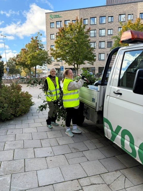 Två kvinnor lägger grenar på lastbilsflak efter beskäring av buskar