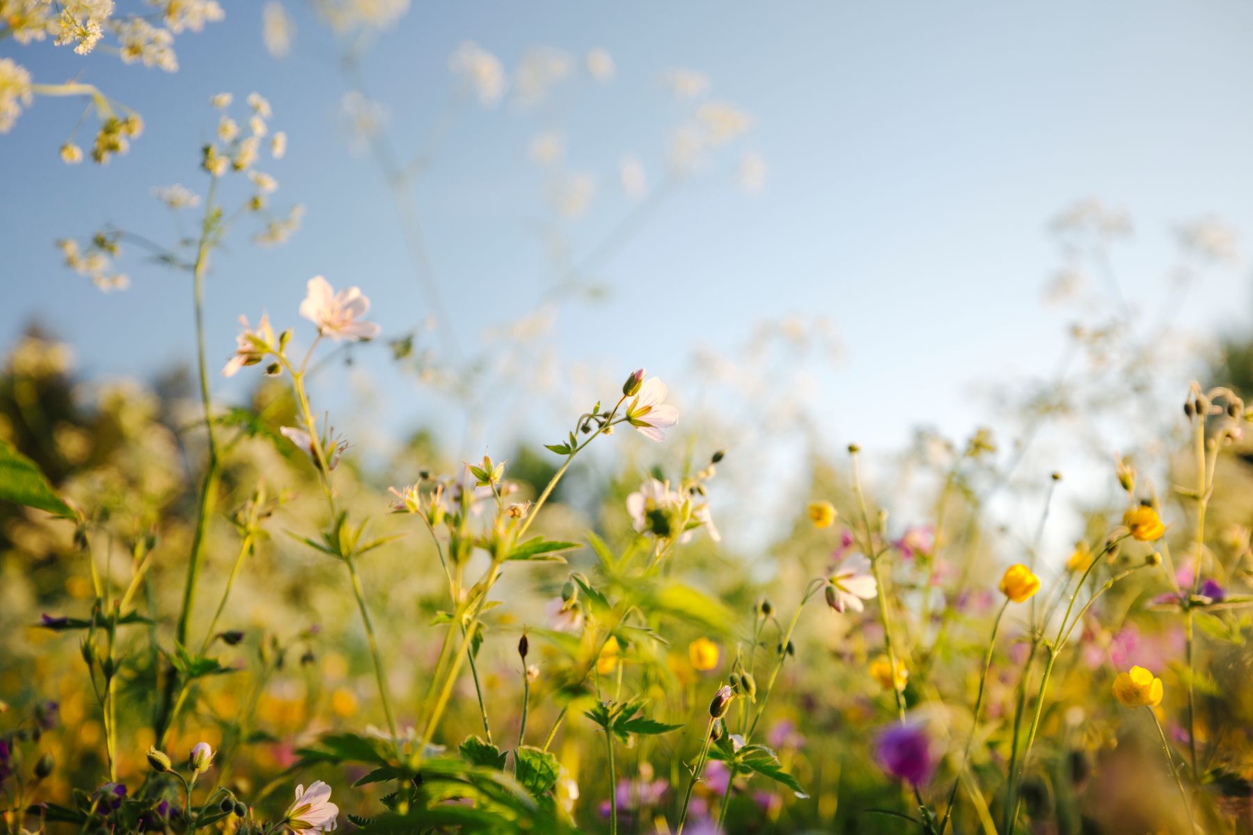Sommaräng i solljus
