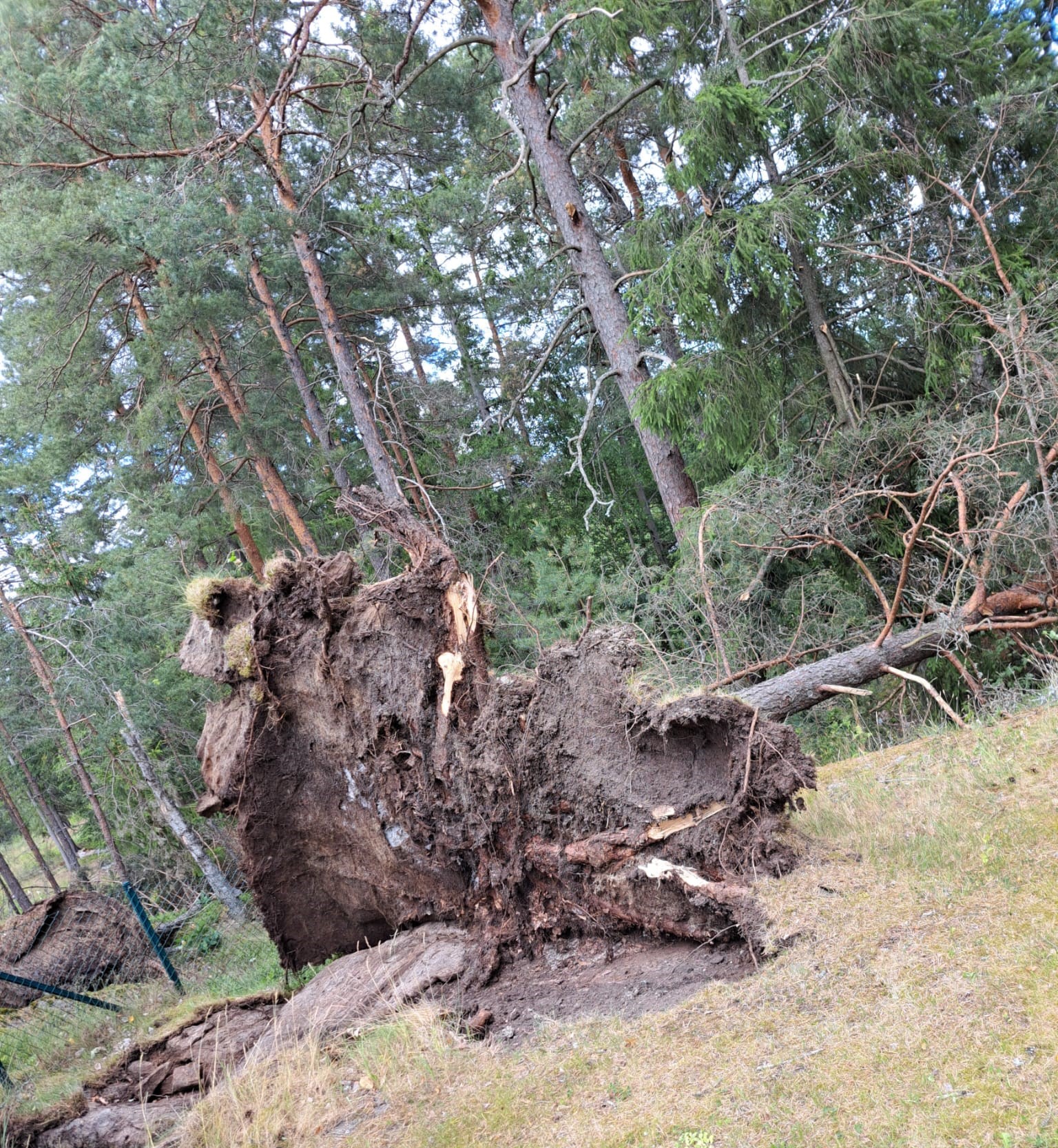 Ett träd som fällts av stormvindar